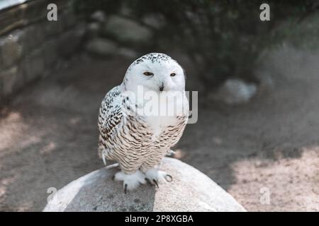 Nahaufnahme einer herrlichen verschneiten Eule Stockfoto