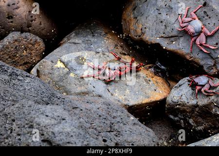 Grapsus adscensionis - Atlantische Felskrabbe, Lanzarote. Februar/März 2023. Stockfoto