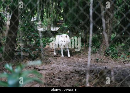 Arktischer Wolf (Canis lupus arctos), auch bekannt als weißer Wolf oder Eiswolf hinter einem Zaun Stockfoto