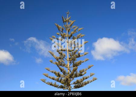 Norfolk Pine oder Norfolk Island Pine. Lateinischer Name Araucaria heterophylla. Lanzarote. Vom März 2023. Stockfoto