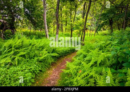 Farne und Wildblumen, Virginia, USA, Virginia Stockfoto