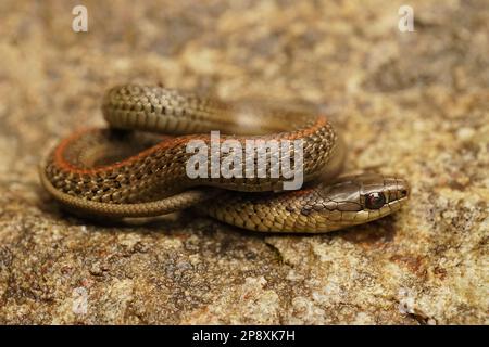 Nahaufnahme einer zusammengerollten jungen nordwestlichen Gartennatter, Thamnophis ordinoides in Nordkalifornien Stockfoto