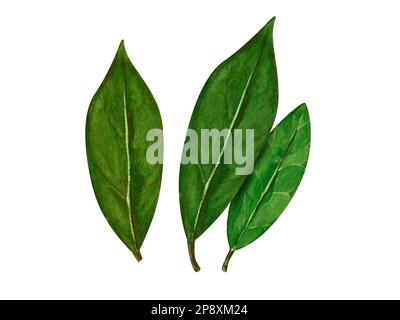 Aquarell-Lorbeerblatt. Abbildung zeigt den von Hand zu ziehenden Bereich. Kräuterobjekt isoliert auf weißem Hintergrund. Laurel-Zweig aus Lorbeerbaumkräutern Stockfoto