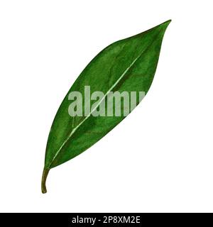 Aquarell-Lorbeerblatt. Abbildung zeigt den von Hand zu ziehenden Bereich. Kräuterobjekt isoliert auf weißem Hintergrund. Laurel-Zweig aus Lorbeerbaumkräutern Stockfoto