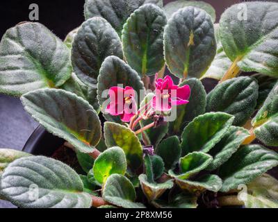Detailaufnahme der violetten Blüten eines afrikanischen Veilchens (lateinischer Name: Streptocarpus sect. Saintpaulia) Stockfoto