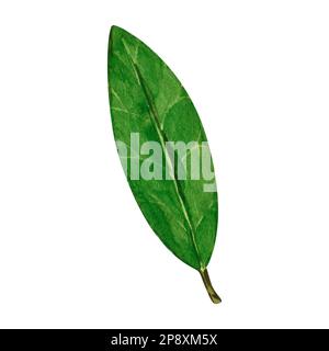 Aquarell-Lorbeerblatt. Abbildung zeigt den von Hand zu ziehenden Bereich. Kräuterobjekt isoliert auf weißem Hintergrund. Laurel-Zweig aus Lorbeerbaumkräutern Stockfoto