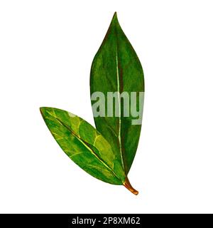 Aquarell-Lorbeerblatt. Abbildung zeigt den von Hand zu ziehenden Bereich. Kräuterobjekt isoliert auf weißem Hintergrund. Laurel-Zweig aus Lorbeerbaumkräutern Stockfoto