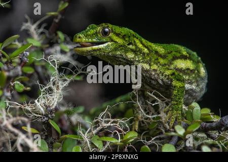 Ein Nahporträt eines rauen Gecko (Naultinus rudis), der in Aotearoa Neuseeland endemisch ist. Stockfoto