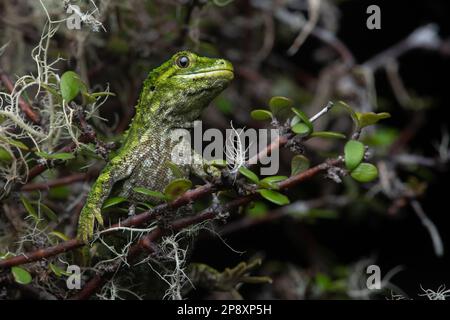 Ein Nahporträt eines rauen Gecko (Naultinus rudis), der in Aotearoa Neuseeland endemisch ist. Stockfoto