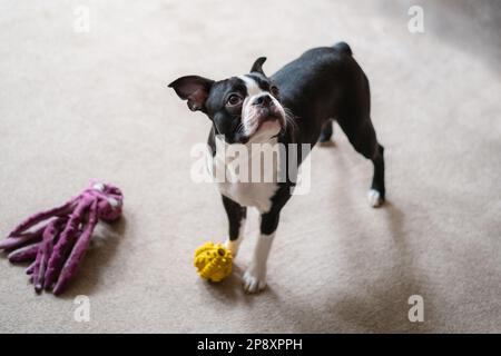 Der süße Boston Terrier Welpe, der aufschaut und spielen will. Sie hat zwei Spielzeuge zu Füßen. Sie ist drinnen auf einem Teppich. Stockfoto