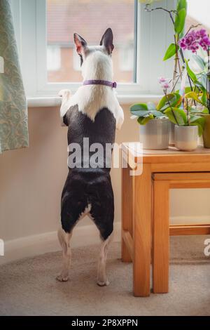 Boston Terrier steht auf ihren Hinterbeinen und schaut aus dem Fenster mit erhobenen Ohren. Sie ist neben einem Tisch mit Orchideen. Stockfoto