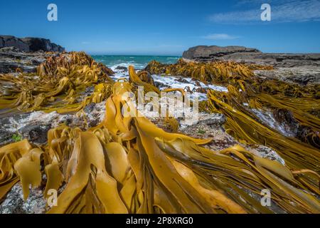 Südlicher Bullenskelp in der Gattung Durvillaea, der entlang der felsigen Küste der Bucht von Curio im Pazifischen Ozean der Südinsel Aotearoa Neuseeland wächst. Stockfoto