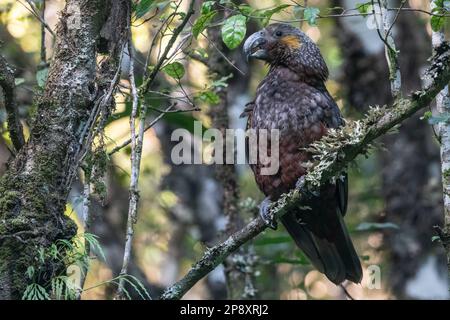 Neuseeland kākā (Nestor meridionalis), der Kaka-Papagei ist ein gefährdeter Vogel, der in Aotearoa Neuseeland endemisch ist, dieser ist von Stewart Island. Stockfoto