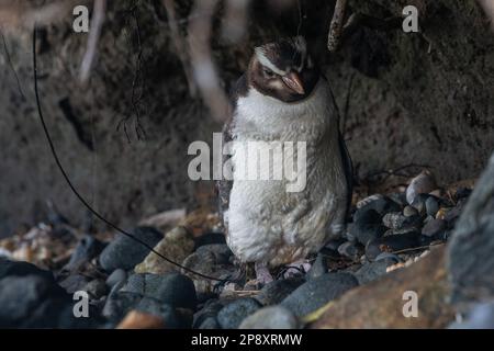 Fiordland-Kammpinguin, Eudyptes pachyrhynchus, ein endemischer Vogel nach Aoteroa von Stewart Island in Neuseeland. Stockfoto