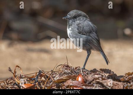 Das stewart Island Robin, Petroica australis rakiura, eine bedrohte Unterart des Südinsel Robin von Ulva Island in Aotearoa Neuseeland. Stockfoto