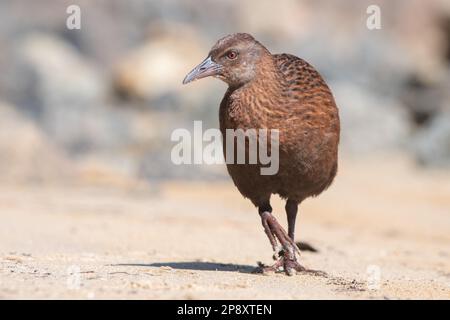 Stewart Island weka (Gallirallus australis scotti) ein flugloser Vogel von der Insel Ulva im Süden von Aotearoa Neuseeland. Stockfoto