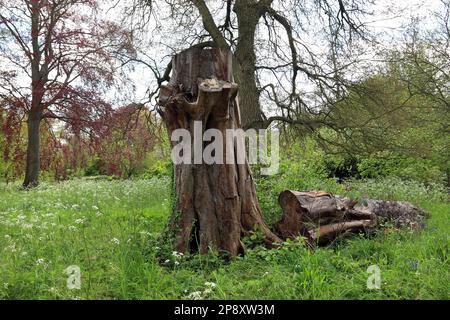 Ein hoher Baumstumpf wurde vom Gärtner als Lebensraum für Wildtiere und Insekten hinterlassen, um die Artenvielfalt und den Naturschutz zu fördern. Englischer Garten, Mai Stockfoto
