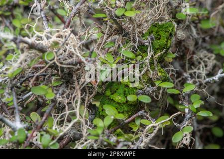 Ein rauer grüner Gecko (Naultinus rudis) ist gut getarnt und versteckt in einem coprosma-Busch in Aotearoa Neuseeland. Stockfoto