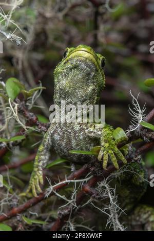 Ein rauer Gecko (Naultinus rudis) vor der Kamera, diese gefährdete grüne Eidechse ist endemisch in Aotearoa Neuseeland. Stockfoto