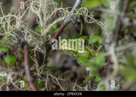 Ein rauer grüner Gecko (Naultinus rudis), der sich in einem Busch in Neuseeland versteckt. Stockfoto