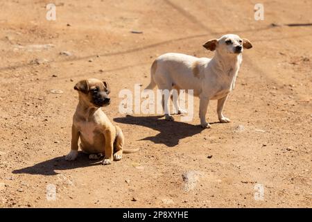 Ensenada, Baja California, Mexiko - zwei Straßenhunde an einem sonnigen Nachmittag Stockfoto