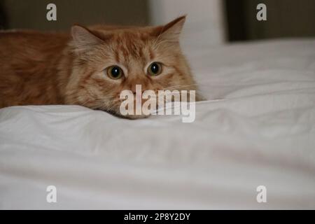 Süße flauschige Ingwerkatze, die auf dem Bett spielt, weiße Laken und verschwommener Hintergrund Stockfoto