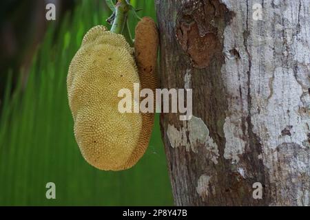 Jackfrucht hängt an Baum auf Sechelles Stockfoto