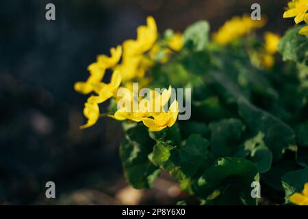 Caltha palustris, bekannt als Sumpfmarmeltier und Königspokal Stockfoto