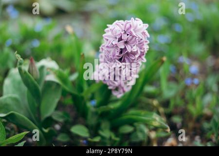 Nahaufnahme einer hyacinthus orientalis, der gewöhnlichen Hyazinthen, Gartenhyazinthen oder niederländischen Hyazinthen Stockfoto