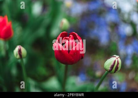 Die Tulipa gesneriana, die Tulpe Didier oder Gartentulpe, ist eine Pflanze in der Lilienfamilie Stockfoto