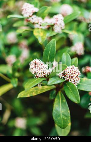 Skimmia japonica, die japanische Skimmia, ist eine Art Blütenpflanze in der Familie Rutaceae Stockfoto