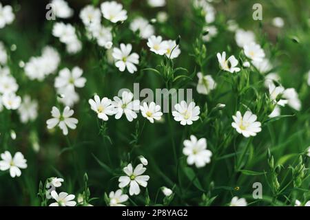 Ein Haufen Stellariaflümchen Stockfoto