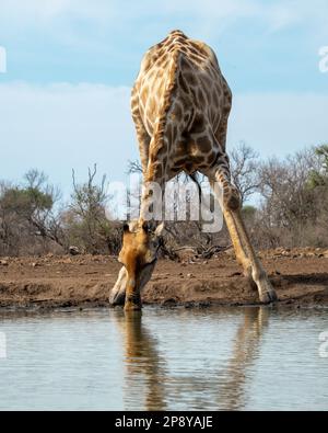 Einsame Giraffe trinkt aus einem Wasserloch in Botswana, Afrika Stockfoto