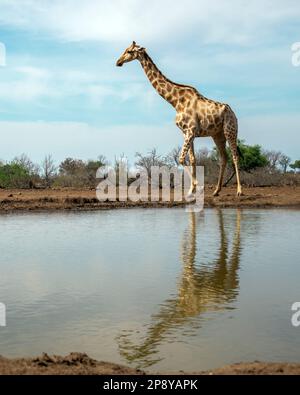 Einsame Giraffe, die an einem Wasserloch in Botswana, Afrika, entlang spaziert Stockfoto