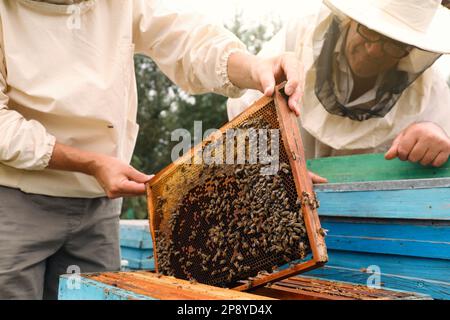 Imker in einheitlicher Honigernte in der Bienenstelle Stockfoto