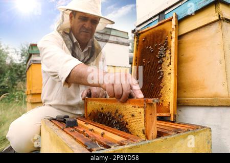 Imker in Uniform, der den Rahmen aus dem Bienenstock in der Bienenstation nimmt. Honig ernten Stockfoto