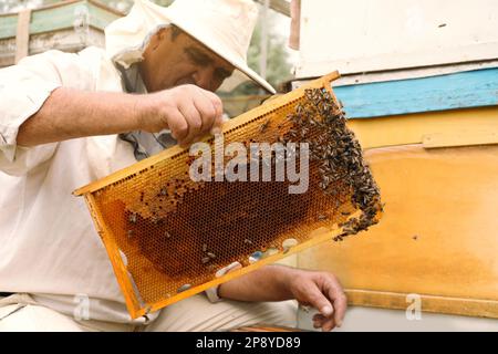 Imker in Uniform, der den Rahmen aus dem Bienenstock in der Bienenstation nimmt. Honig ernten Stockfoto