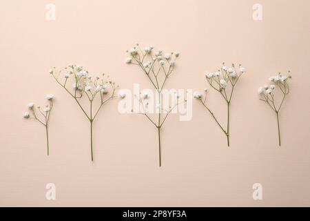 Schöne Zigeunerblüten auf beigem Hintergrund, flach liegend Stockfoto