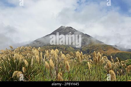 Reed und Taranaki - Neuseeland Stockfoto