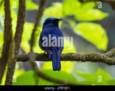 Ein männlicher großer Niltava (Niltava grandis), der auf einem Ast steht. Thailand. Stockfoto