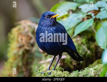 Ein Blauer Pfeifton-Thrush (Myophonus caeruleus), der auf einem moosbedeckten Felsen stolziert. Thailand. Stockfoto