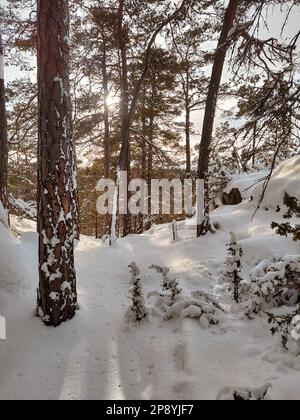 Bäume auf schneebedeckten Feldern im Winter Stockfoto