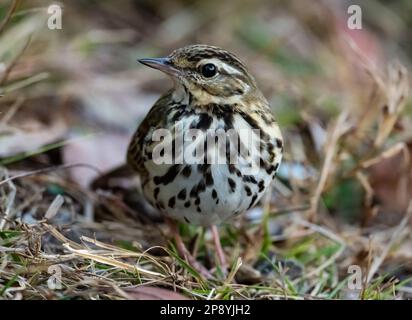 Eine mit Oliven bedeckte Pipit (Anthus hodgsoni), die auf dem Boden forscht. Thailand. Stockfoto