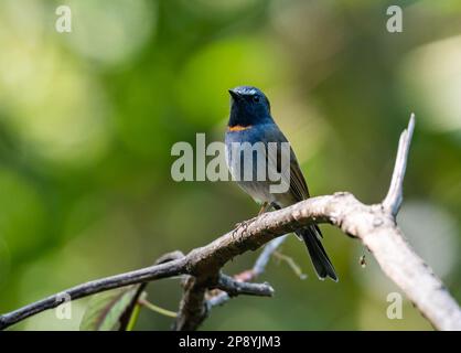 Ein Rufous-Gorgeted Flycatcher (Ficedula strophiata) auf einem Ast. Thailand. Stockfoto