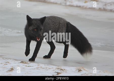 Ein Polarfuchs jagt auf der Tundra in der Nähe von Churchill Manitoba Stockfoto