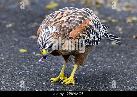 Pacific Grove, Kalifornien, USA. 9. März 2023. Red Shoulded Hawk frisst einen Wurm an einem Regentag.Red Shoulded Hawks werden Würmer und Maden essen, wenn sie hungrig sind und keine größere Beute fangen.Red Shoulded Hawk startet im Regen. (Kreditbild: © Rory Merry/ZUMA Press Wire) NUR REDAKTIONELLE VERWENDUNG! Nicht für den kommerziellen GEBRAUCH! Stockfoto