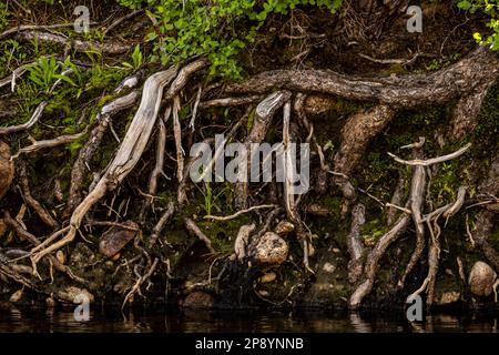 Roots of Tree System am Yosemite Creek Shore im Yosemite National Park Stockfoto