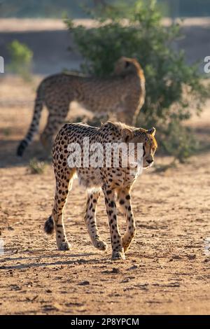 Geparden spazieren durch die offene Savanne in Afrika im goldenen Sonnenlicht Stockfoto