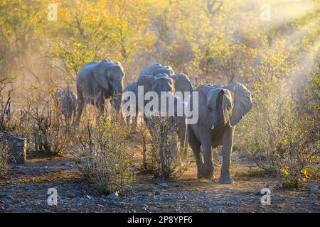 Afrikanische Elefanten wandern zum Wasserloch bei Sonnenuntergang in Namibia im Etosha-Nationalpark Stockfoto