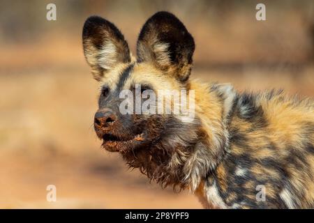 African Painted Dog in Wild Stockfoto